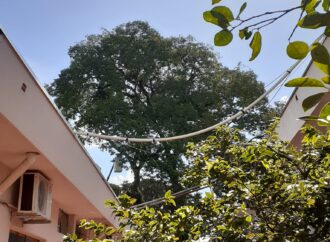 <strong>O CORTE DO PÉ DE ANGICO DA FEG </strong>